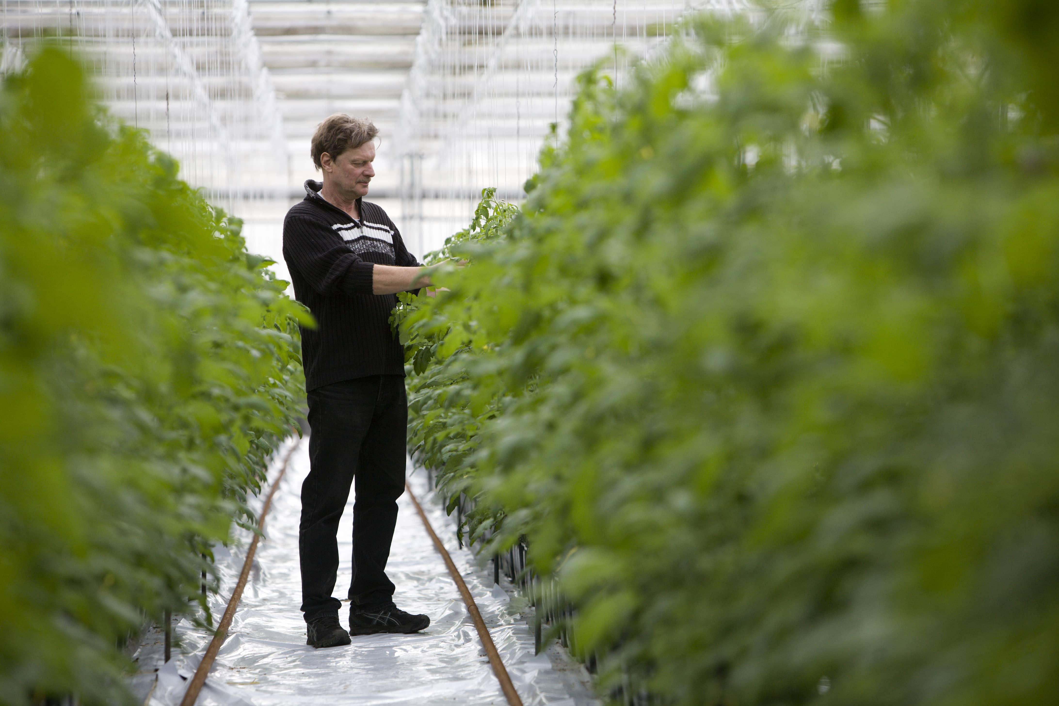 Tomato farmer walking through greenhouse