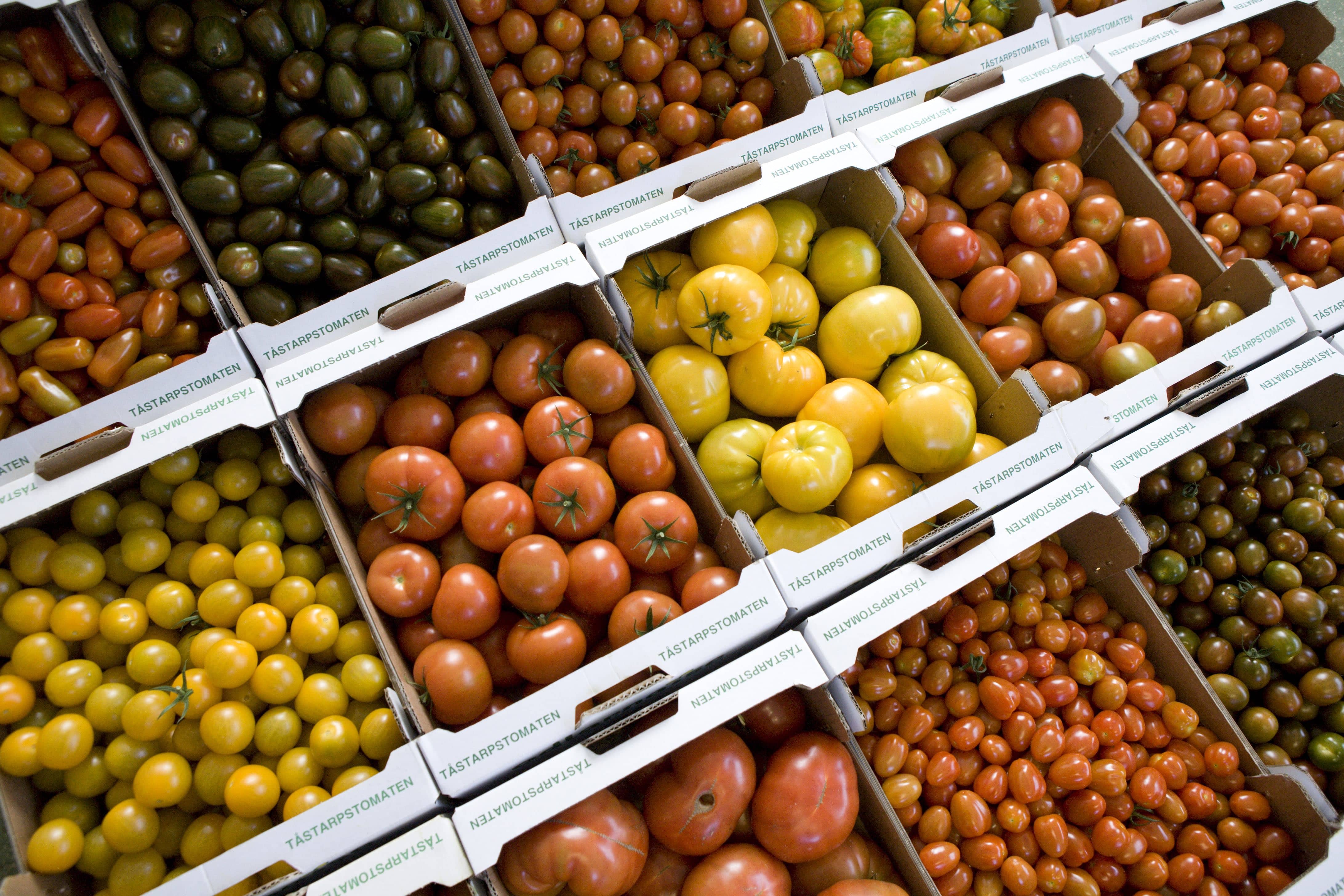 Various tomato varieties in crates